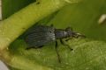 Ischnopterapion virens